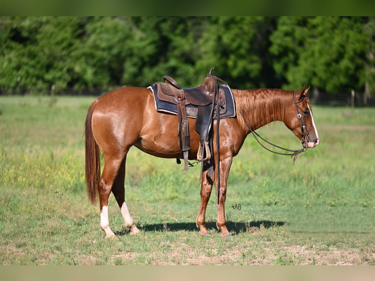 American Quarter Horse Giumenta 2 Anni 142 cm Sauro ciliegia in Stephenville, TX