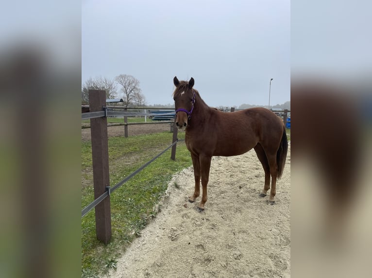 American Quarter Horse Giumenta 2 Anni 142 cm Sauro scuro in Delmenhorst