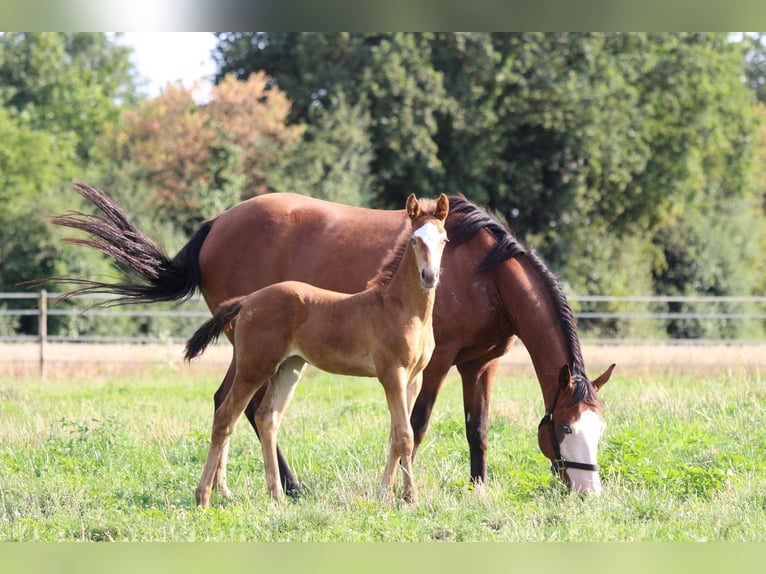 American Quarter Horse Giumenta 2 Anni 143 cm Champagne in Waldshut-Tiengen