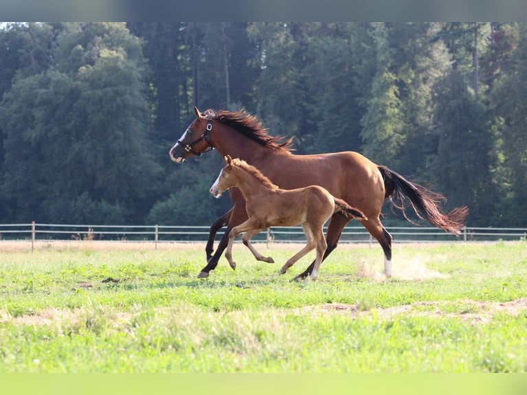 American Quarter Horse Giumenta 2 Anni 143 cm Champagne in Waldshut-Tiengen