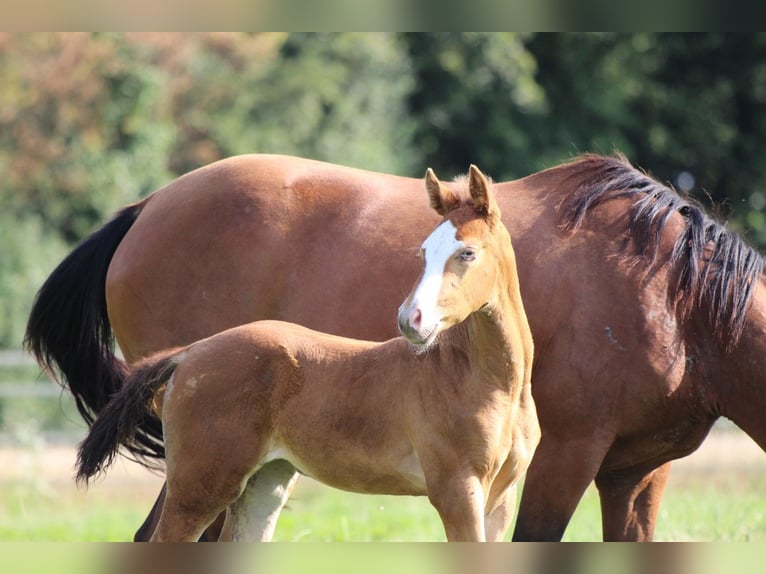 American Quarter Horse Giumenta 2 Anni 143 cm Champagne in Waldshut-Tiengen