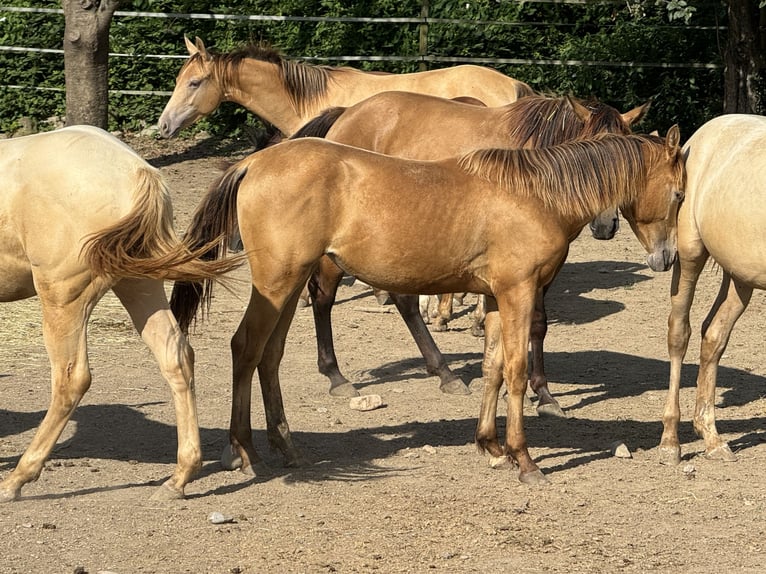 American Quarter Horse Giumenta 2 Anni 143 cm Champagne in Waldshut-Tiengen