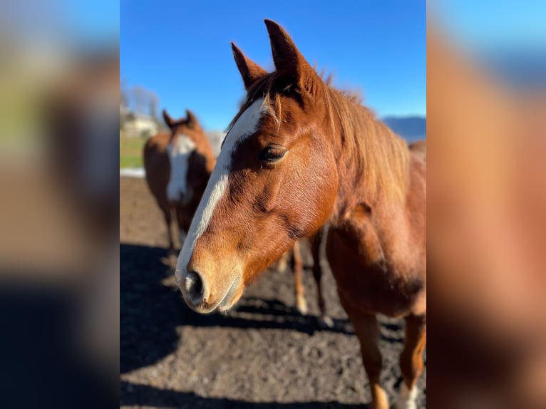 American Quarter Horse Giumenta 2 Anni 143 cm Sauro in Bad Kohlgrub