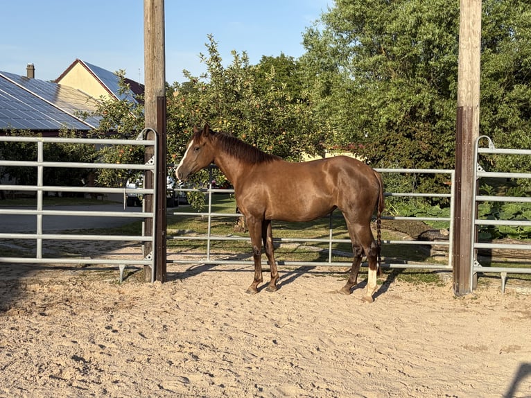 American Quarter Horse Mix Giumenta 2 Anni 145 cm Baio in Weingarten