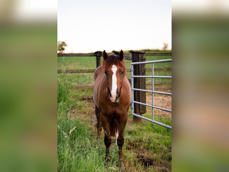 American Quarter Horse Mix Giumenta 2 Anni 145 cm Baio in Weingarten