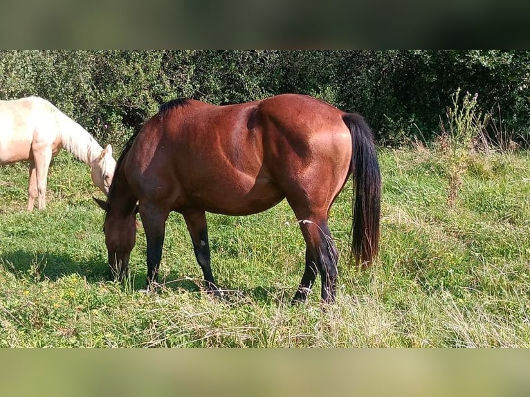 American Quarter Horse Giumenta 2 Anni 145 cm Baio in Frotey les Lure