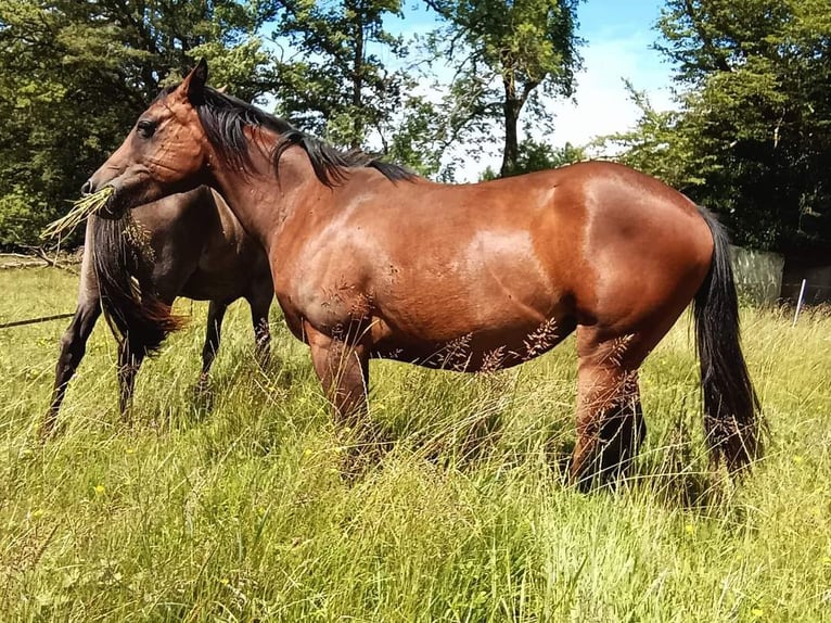 American Quarter Horse Giumenta 2 Anni 145 cm Baio in Frotey les Lure