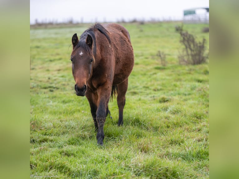 American Quarter Horse Giumenta 2 Anni 145 cm Baio in Frotey les Lure