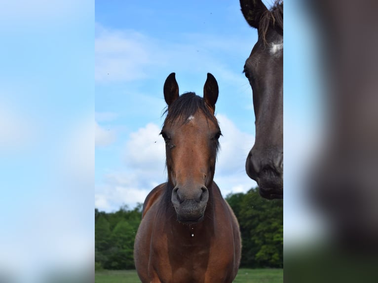 American Quarter Horse Giumenta 2 Anni 145 cm Baio in Frotey les Lure