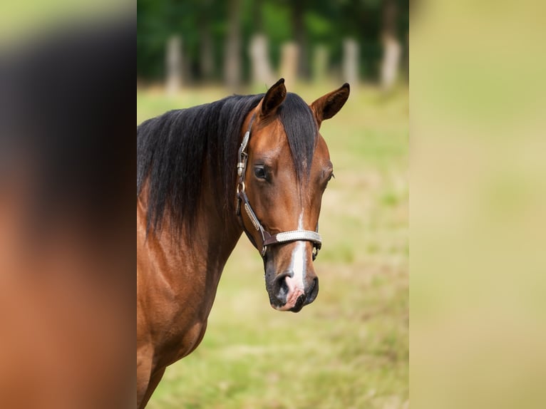 American Quarter Horse Giumenta 2 Anni 145 cm Baio scuro in Savigne l&#8217;évêque