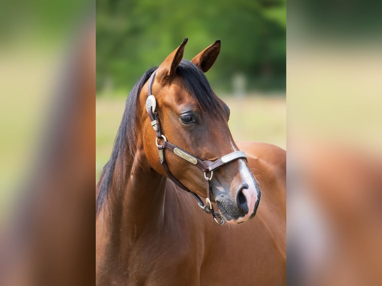 American Quarter Horse Giumenta 2 Anni 145 cm Baio scuro in Savigne l&#8217;évêque