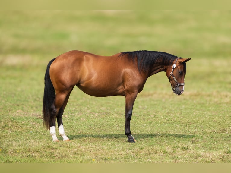 American Quarter Horse Giumenta 2 Anni 145 cm Baio scuro in Savigne l&#8217;évêque