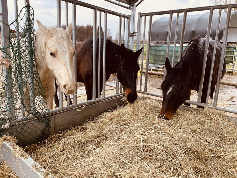 American Quarter Horse Giumenta 2 Anni 145 cm Falbo in Meckenbeuren