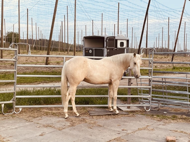 American Quarter Horse Giumenta 2 Anni 145 cm Falbo in Meckenbeuren