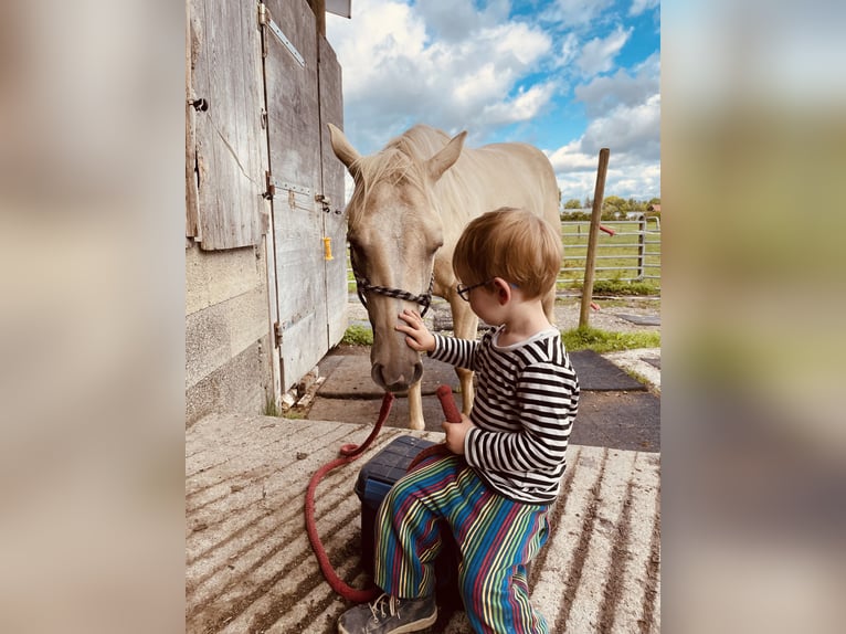 American Quarter Horse Giumenta 2 Anni 145 cm Falbo in Meckenbeuren