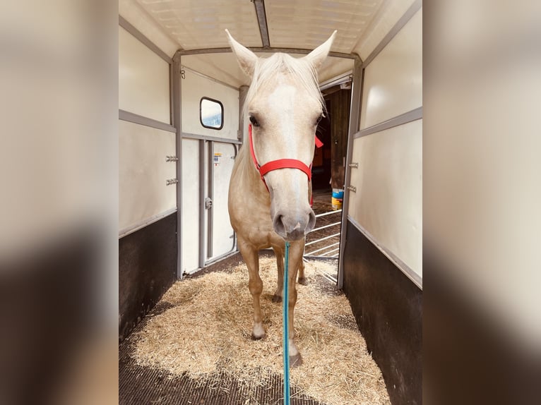 American Quarter Horse Giumenta 2 Anni 145 cm Falbo in Meckenbeuren