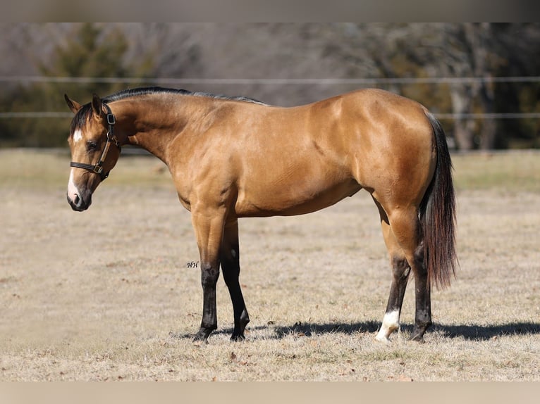 American Quarter Horse Giumenta 2 Anni 145 cm Pelle di daino in Whitesboro