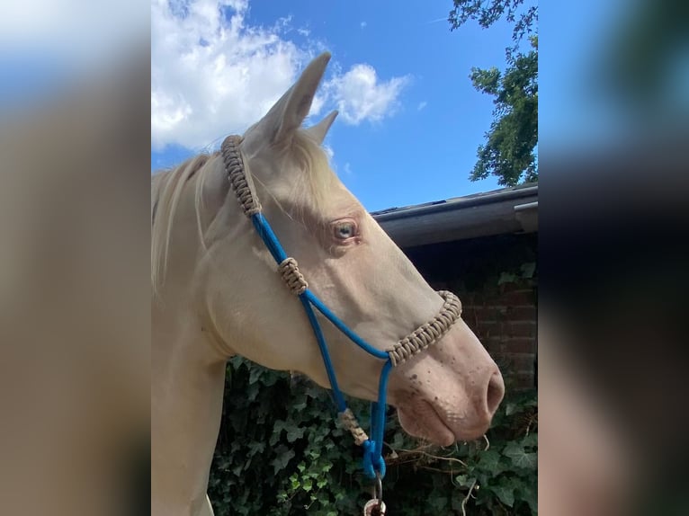 American Quarter Horse Giumenta 2 Anni 145 cm Perlino in Kortenhoef