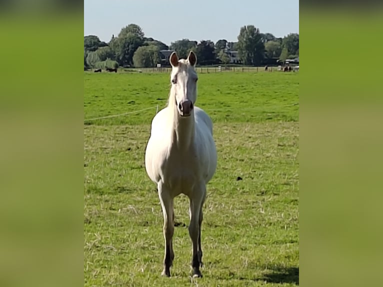 American Quarter Horse Giumenta 2 Anni 145 cm Perlino in Kortenhoef