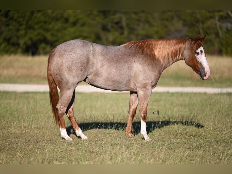 American Quarter Horse Giumenta 2 Anni 145 cm Roano rosso in Waco, TX