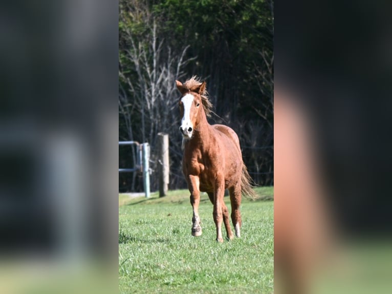 American Quarter Horse Mix Giumenta 2 Anni 145 cm Sauro in Böheimschlag