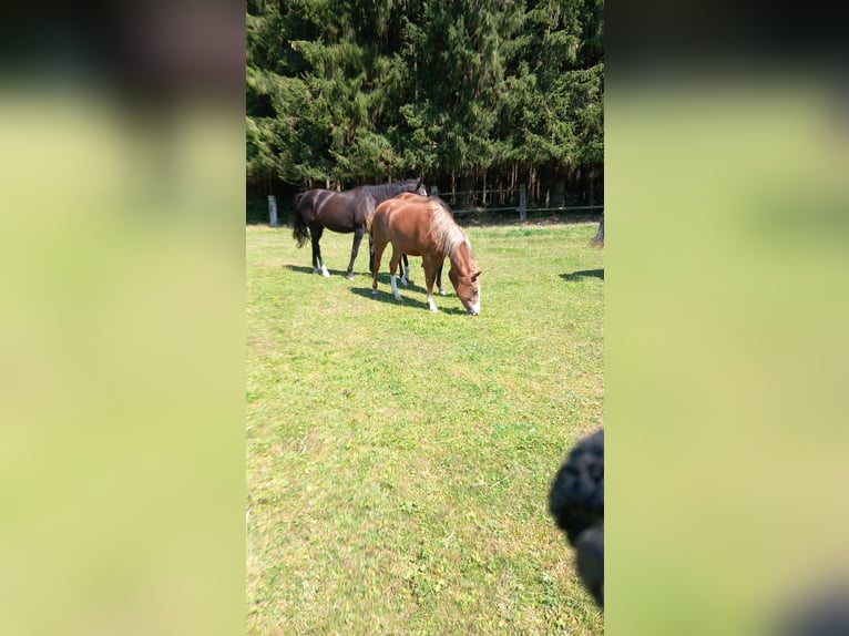 American Quarter Horse Mix Giumenta 2 Anni 145 cm Sauro in Böheimschlag