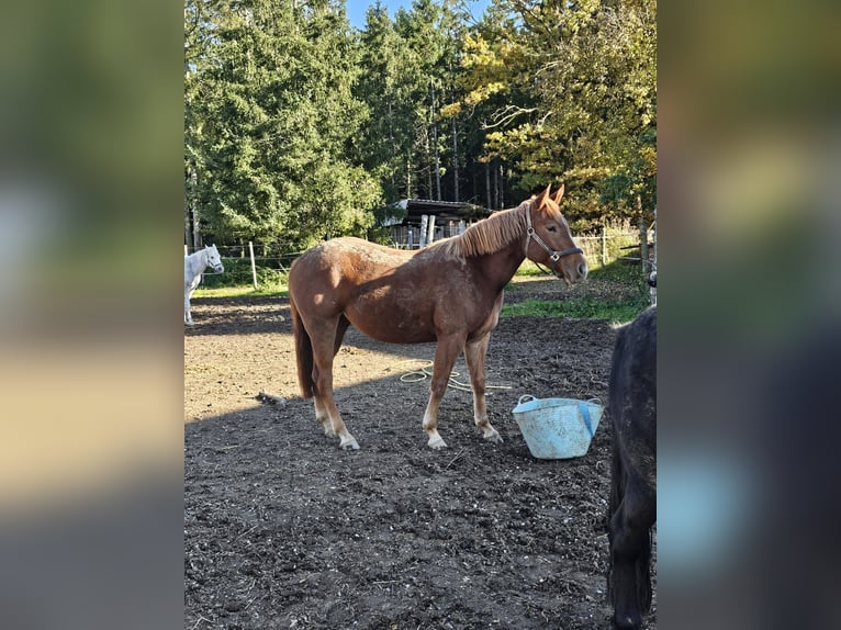 American Quarter Horse Giumenta 2 Anni 145 cm Sauro in Sipbachzell