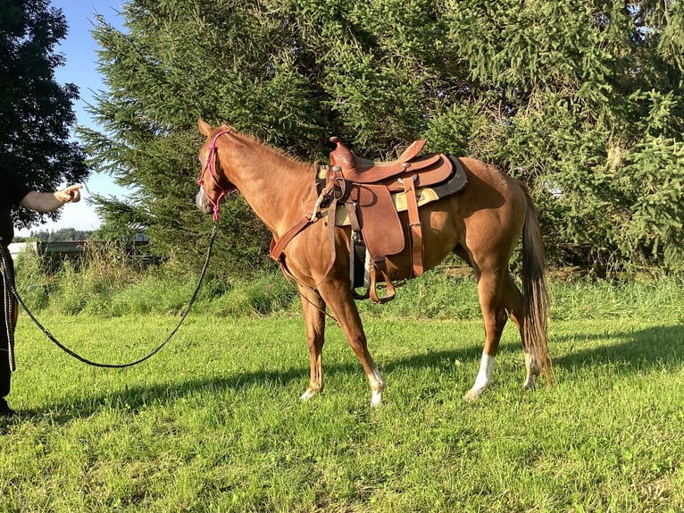 American Quarter Horse Giumenta 2 Anni 145 cm Sauro scuro in Apfeldorf