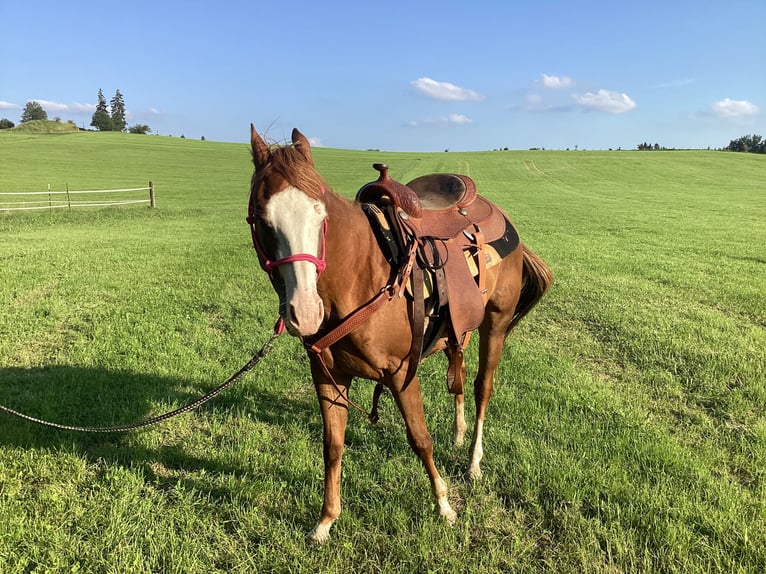 American Quarter Horse Giumenta 2 Anni 145 cm Sauro scuro in Apfeldorf