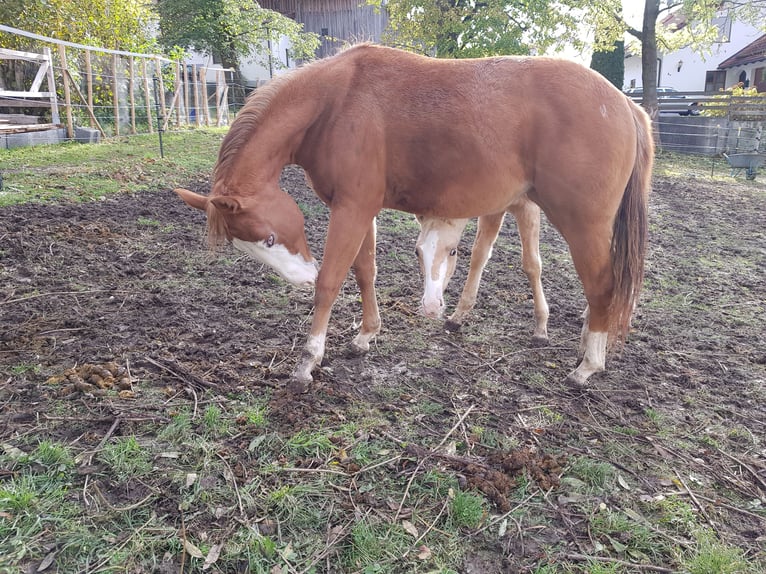 American Quarter Horse Giumenta 2 Anni 145 cm Sauro scuro in Apfeldorf