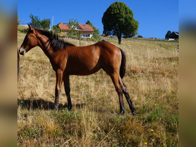 American Quarter Horse Giumenta 2 Anni 146 cm Baio in Steinen