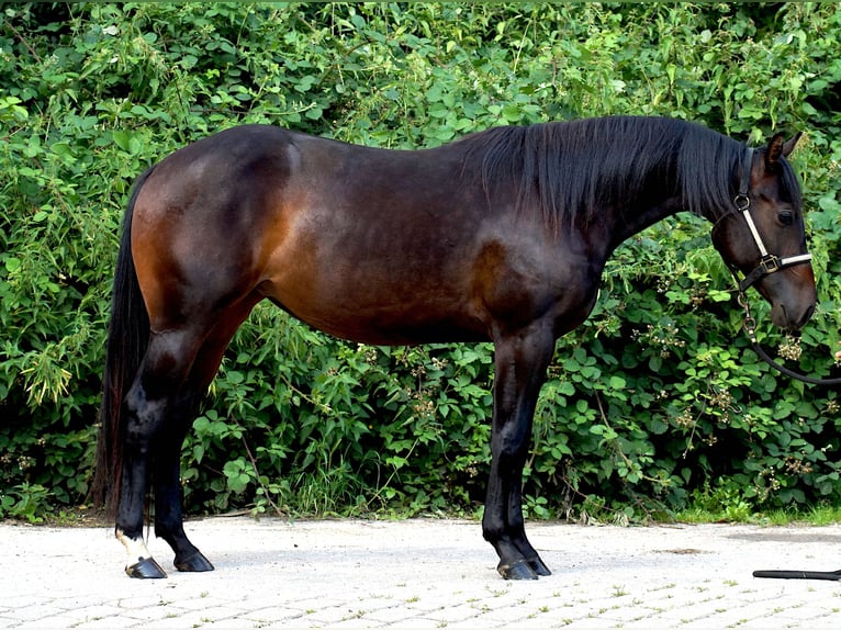 American Quarter Horse Giumenta 2 Anni 146 cm Baio scuro in Schönkirchen