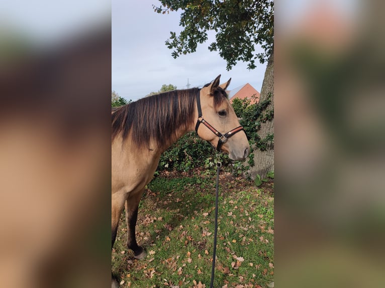 American Quarter Horse Giumenta 2 Anni 146 cm Pelle di daino in Stolzenau