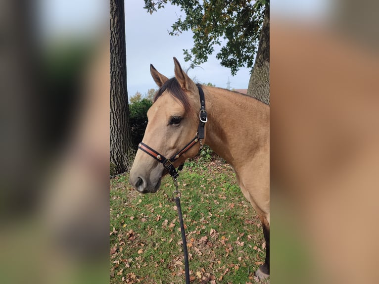 American Quarter Horse Giumenta 2 Anni 146 cm Pelle di daino in Stolzenau