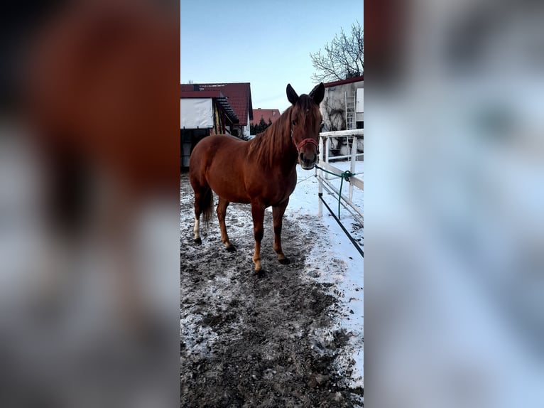 American Quarter Horse Giumenta 2 Anni 146 cm Sauro in Branno