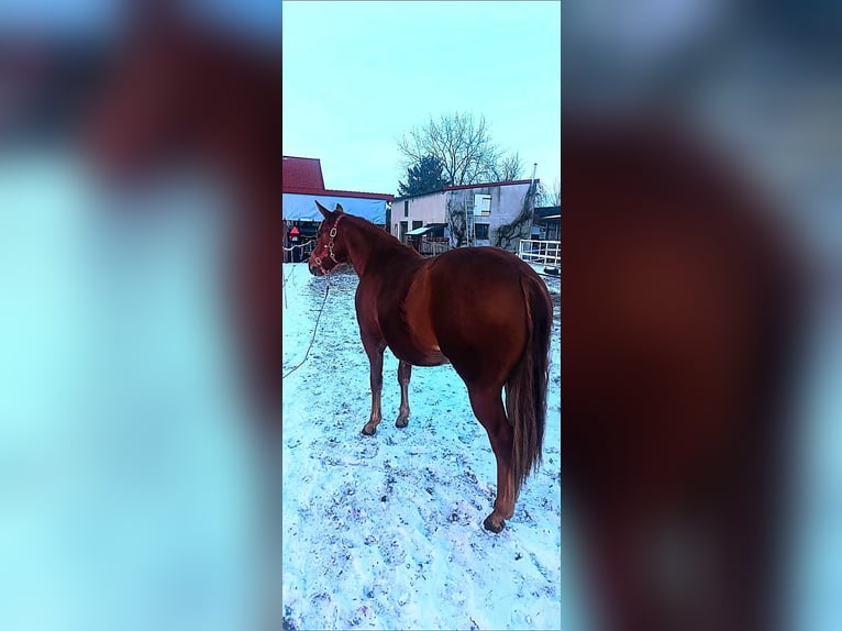 American Quarter Horse Giumenta 2 Anni 146 cm Sauro in Branno