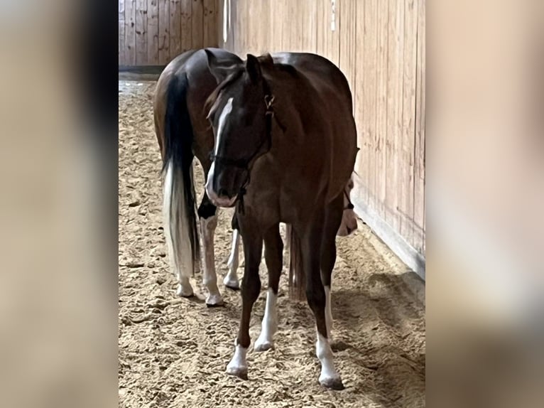 American Quarter Horse Giumenta 2 Anni 146 cm Sauro scuro in Rottweil