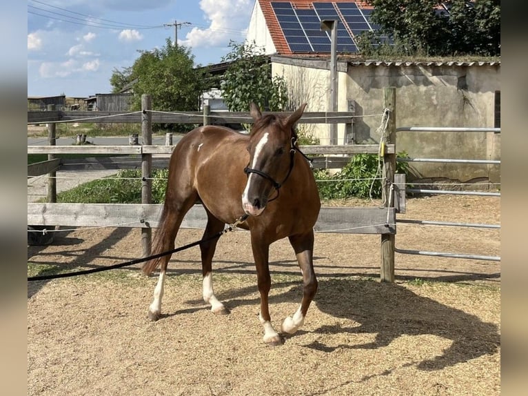 American Quarter Horse Giumenta 2 Anni 146 cm Sauro scuro in Rottweil