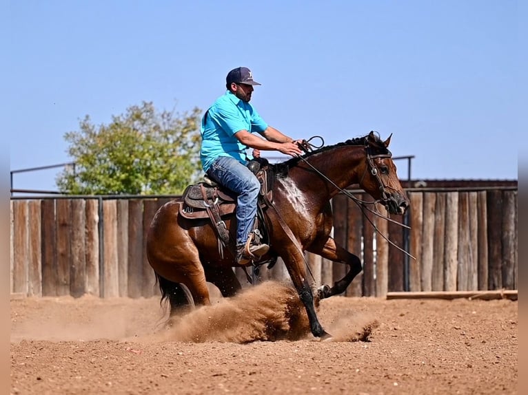 American Quarter Horse Giumenta 2 Anni 147 cm Baio ciliegia in Waco, TX