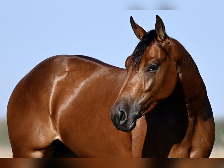 American Quarter Horse Giumenta 2 Anni 147 cm Baio ciliegia in Waco, TX