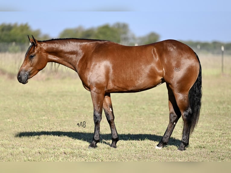 American Quarter Horse Giumenta 2 Anni 147 cm Baio ciliegia in Waco, TX