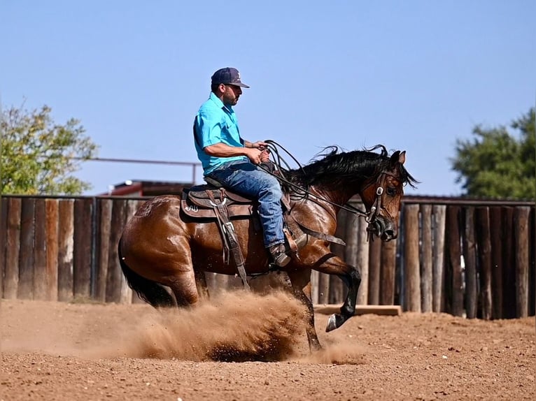 American Quarter Horse Giumenta 2 Anni 147 cm Baio ciliegia in Waco, TX