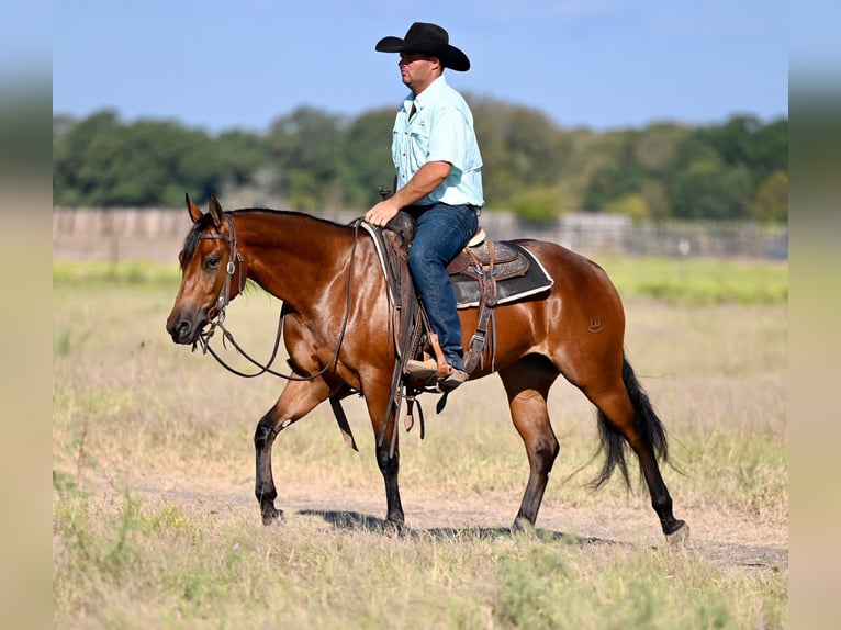 American Quarter Horse Giumenta 2 Anni 147 cm Baio ciliegia in Waco, TX