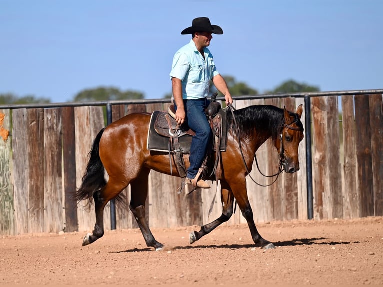 American Quarter Horse Giumenta 2 Anni 147 cm Baio ciliegia in Waco, TX