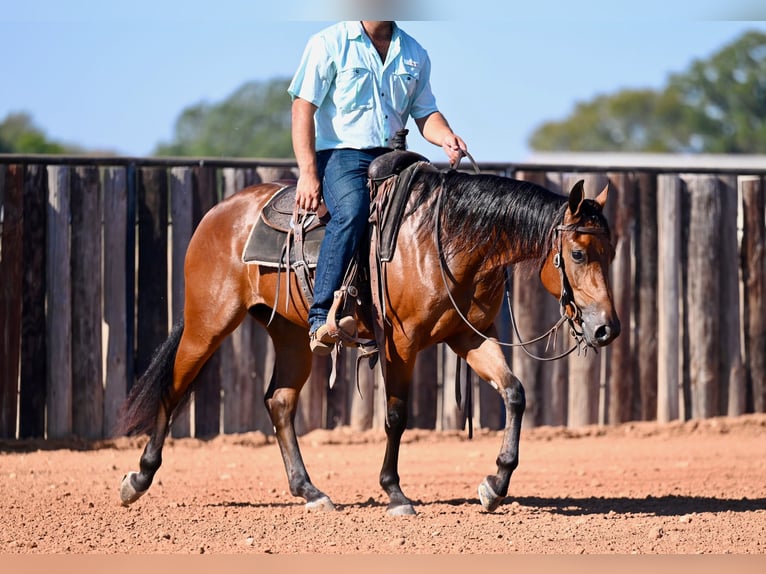 American Quarter Horse Giumenta 2 Anni 147 cm Baio ciliegia in Waco, TX