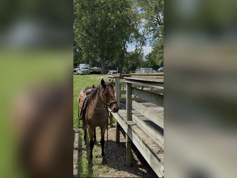 American Quarter Horse Giumenta 2 Anni 147 cm Baio roano in Princeville