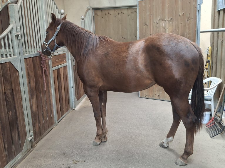 American Quarter Horse Giumenta 2 Anni 147 cm Baio scuro in Steinach am Brenner