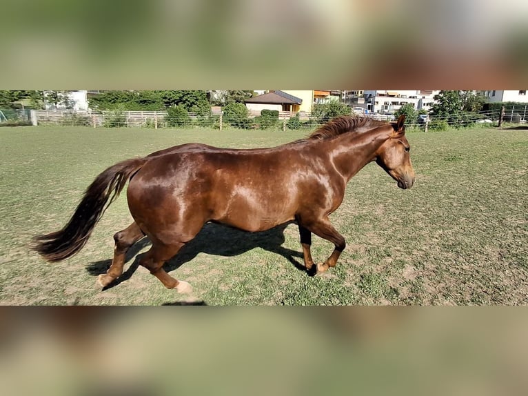 American Quarter Horse Giumenta 2 Anni 147 cm Baio scuro in Steinach am Brenner