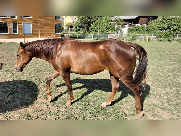 American Quarter Horse Giumenta 2 Anni 147 cm Baio scuro in Steinach am Brenner