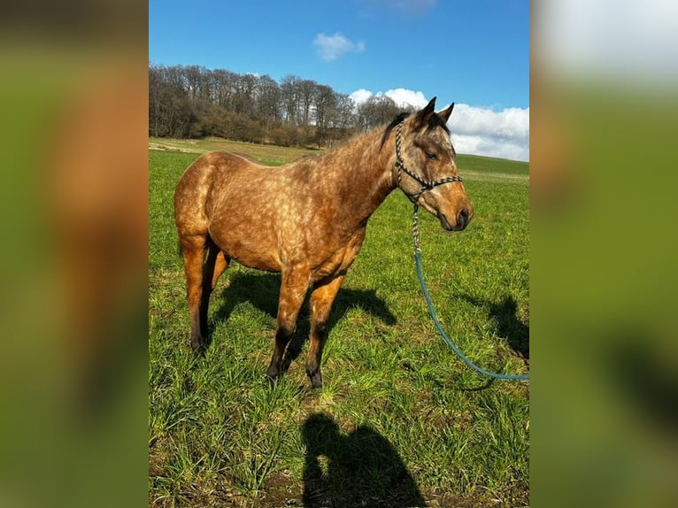 American Quarter Horse Giumenta 2 Anni 147 cm Pelle di daino in Driedorf